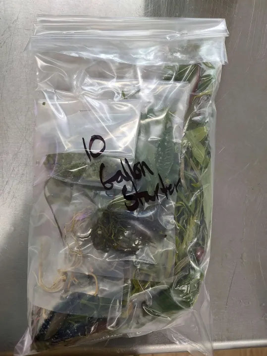 🌱 Small Tank Plant Starter Pack – Live Aquarium Plants for 5 to 29 Gallon Tanks