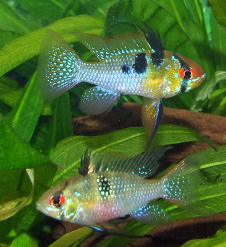 f - German blue ram pair