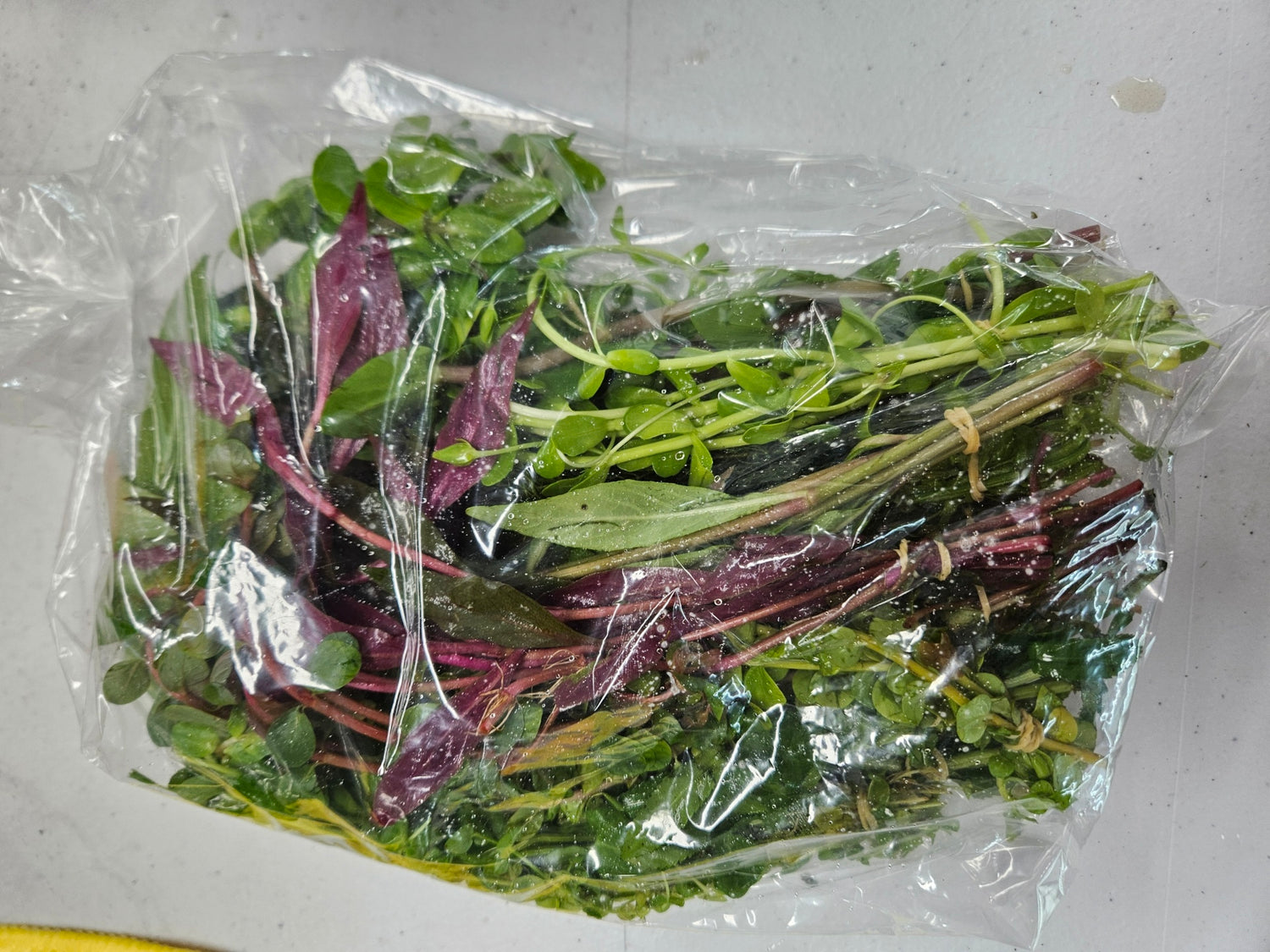 AAA SPECIAL DEAL STEM PLANTS  -  --16 bunches  ONLY $59.95