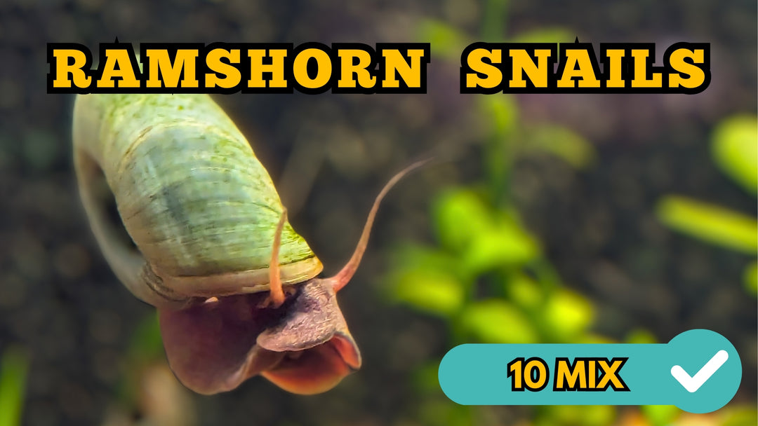 🐌 Ramshorn Snails (5 Pac lg) – Natural Cleanup Crew for Planted Aquariums