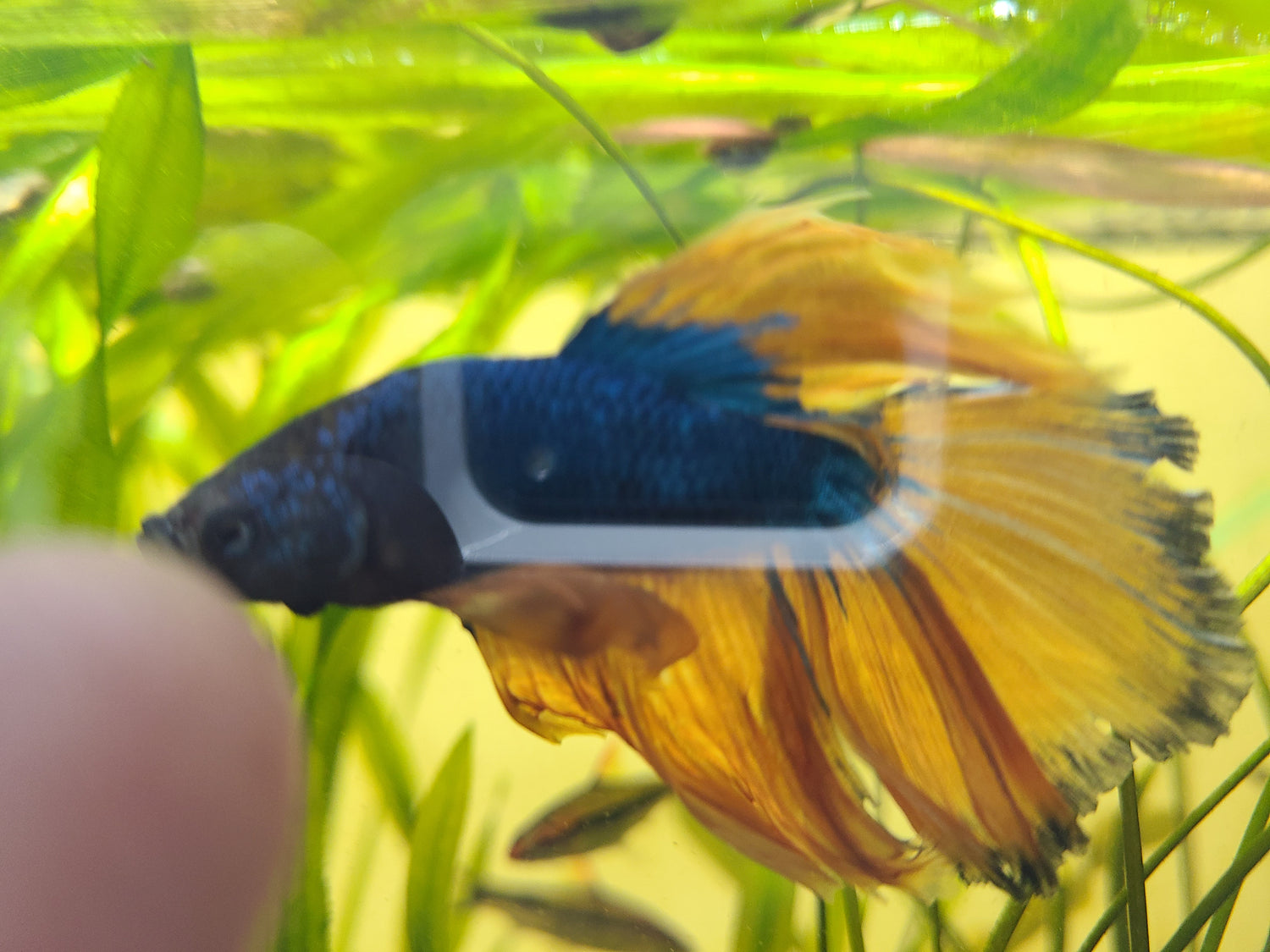 F - Mustard gas rose tail betta - male