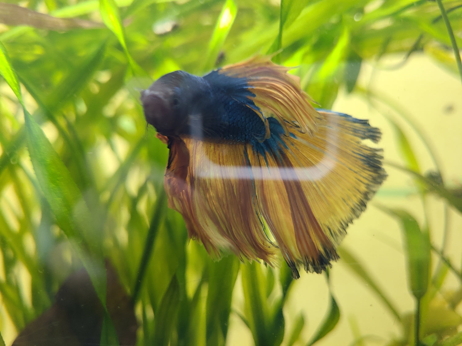 F - Mustard gas rose tail betta - male