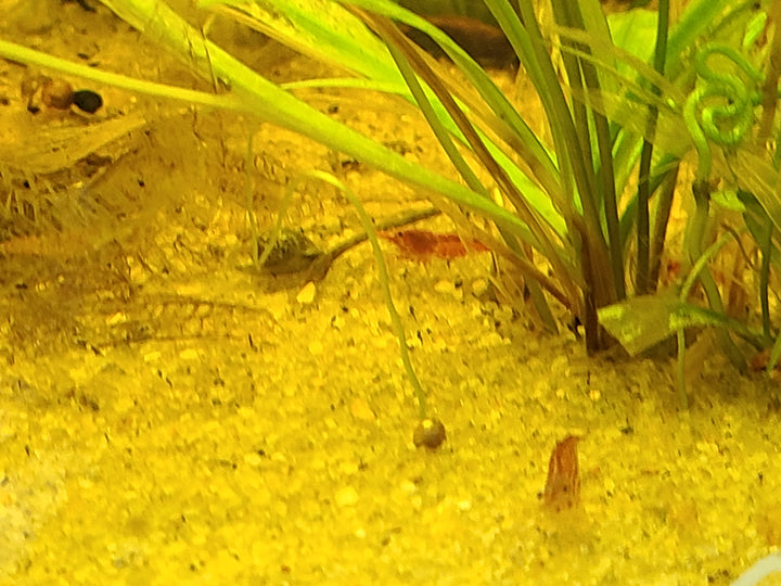 🦐 Neocaridina Shrimp – Mixed Colors (5 Pack) | Hardy Tank Cleaners