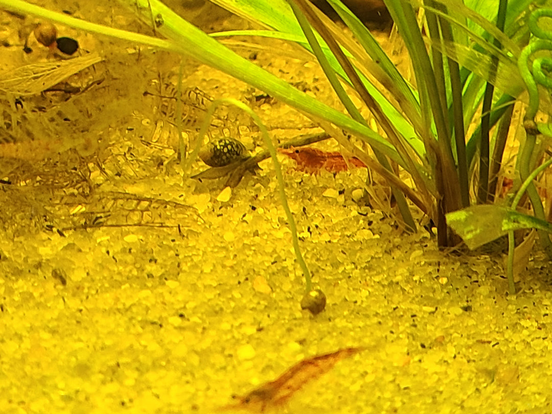 🦐 Neocaridina Shrimp – Mixed Colors (5 Pack) | Hardy Tank Cleaners