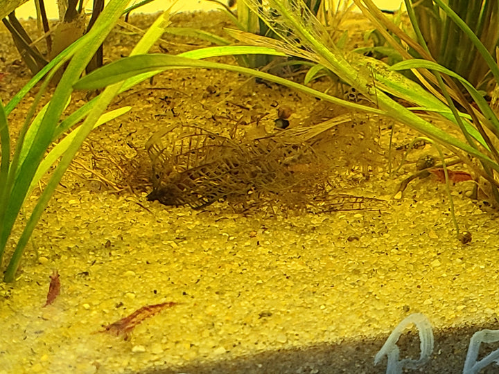 🦐 Neocaridina Shrimp – Mixed Colors (5 Pack) | Hardy Tank Cleaners