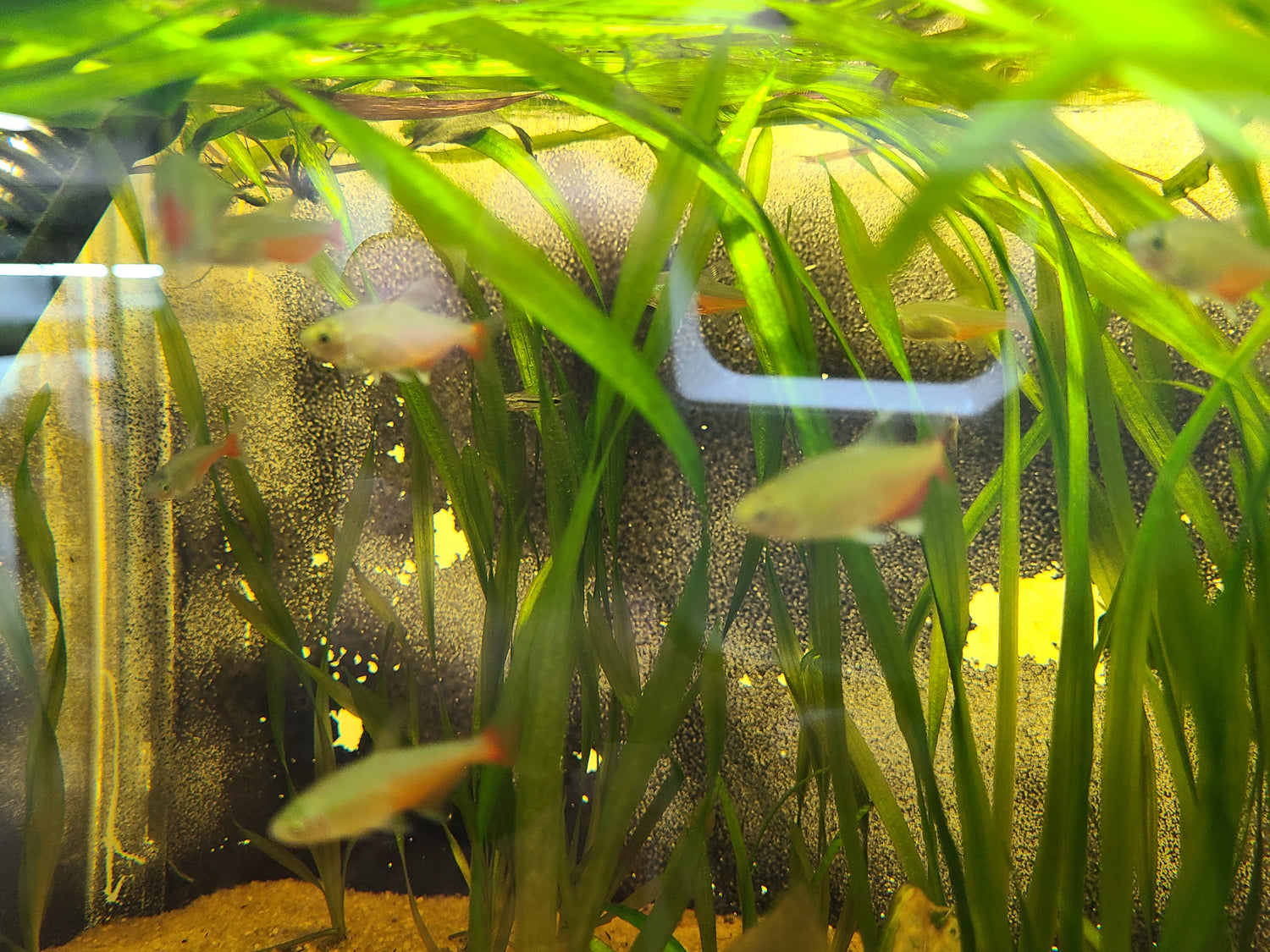 F - green fire tetra