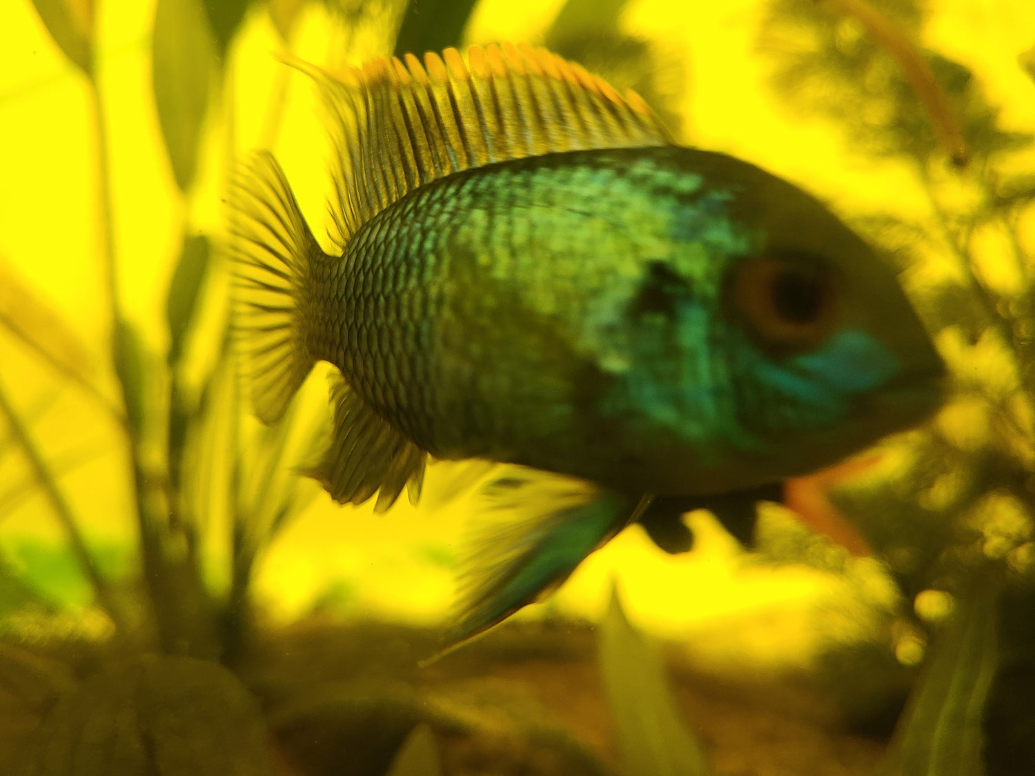 F - electric blue acara sm 2 count