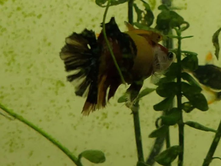 F - koi male betta