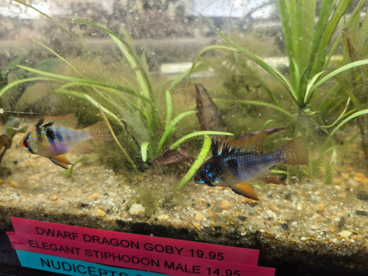 💙 German Blue Ram Cichlids – Mated Pair