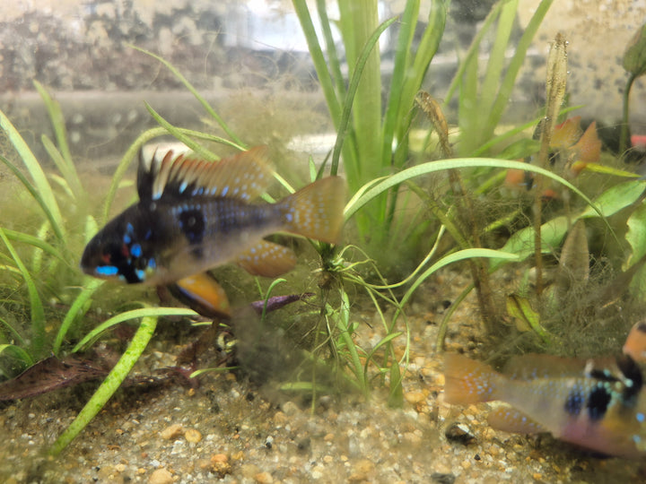 💙 German Blue Ram Cichlids – Mated Pair