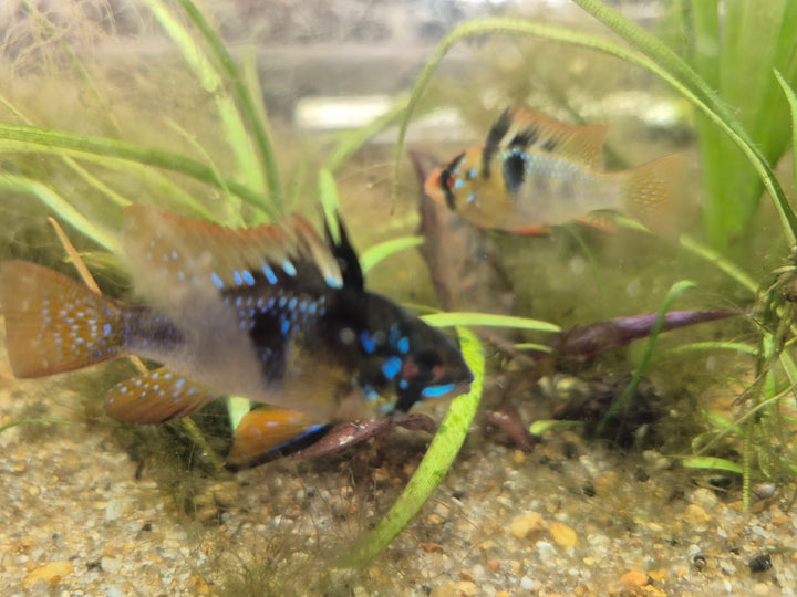 💙 German Blue Ram Cichlids – Mated Pair