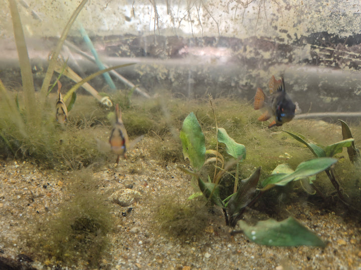 💙 German Blue Ram Cichlids – Mated Pair