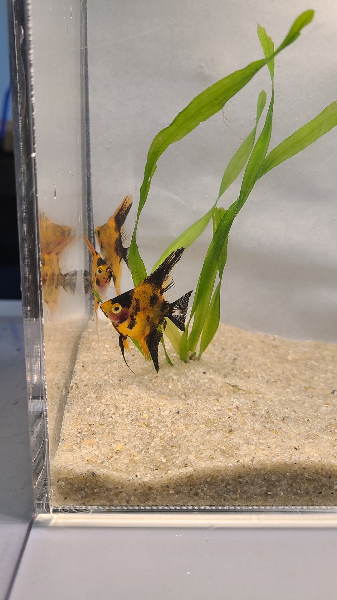 🔴🐠 Super Red Koi Angelfish – 3 for $34.95 | Premium Color Variety