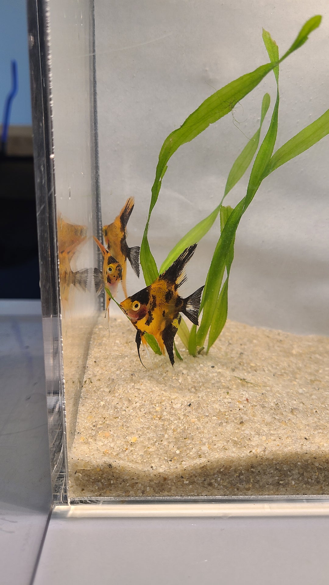 🔴🐠 Super Red Koi Angelfish – 3 for $34.95 | Premium Color Variety