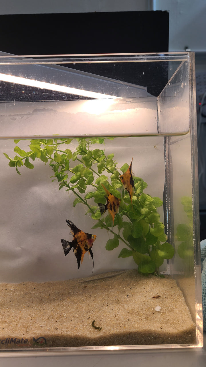 🔴🐠 Super Red Koi Angelfish – 3 for $34.95 | Premium Color Variety