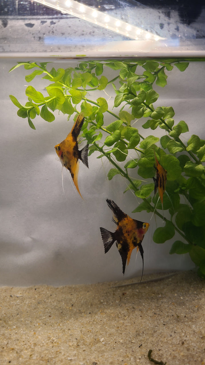 🔴🐠 Super Red Koi Angelfish – 3 for $34.95 | Premium Color Variety