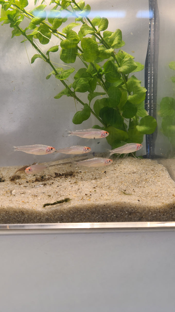 🔴🐟 Rummynose Tetras – 6 Pack | Tight Schooling Community Fish
