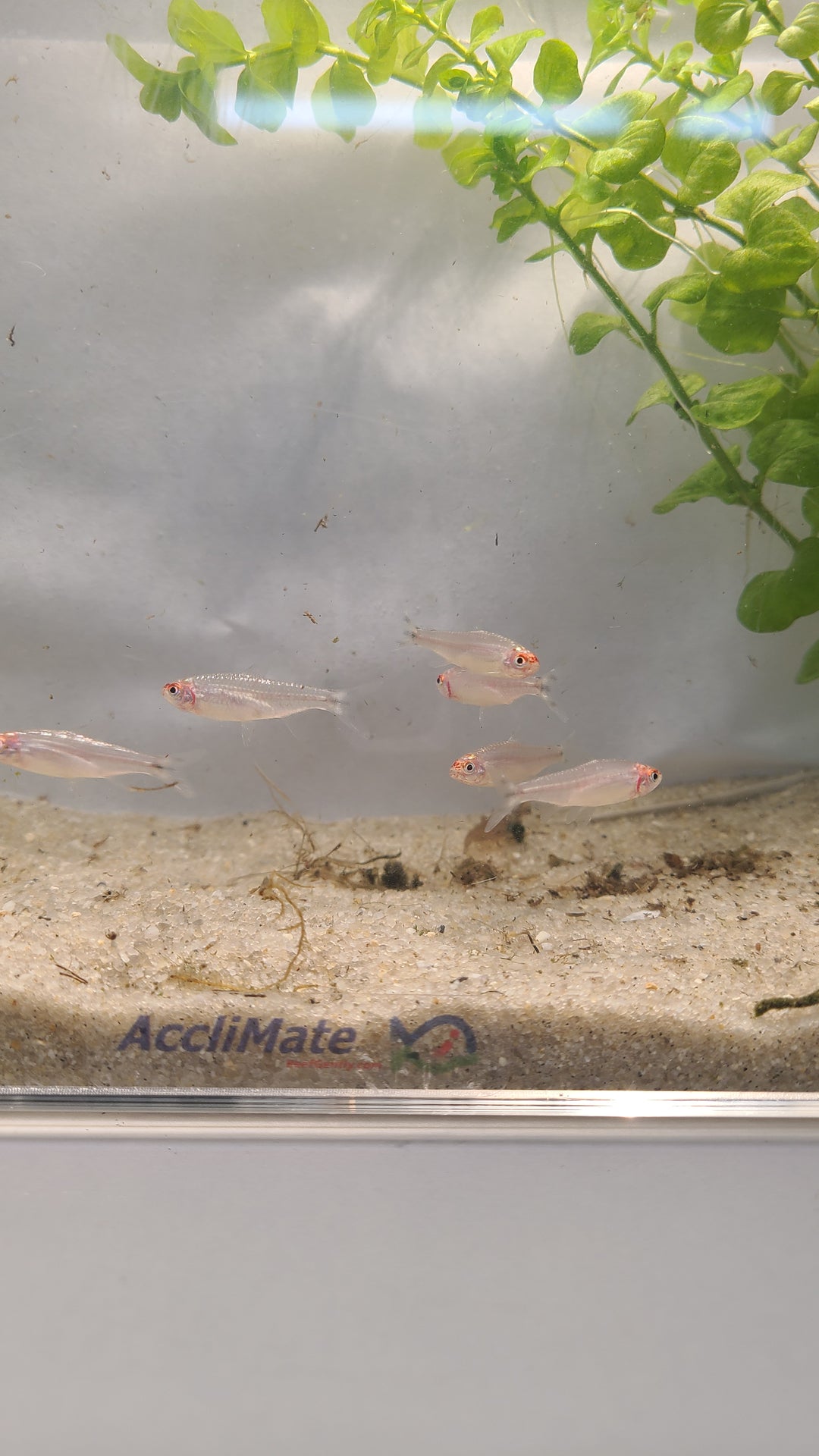 🔴🐟 Rummynose Tetras – 6 Pack | Tight Schooling Community Fish