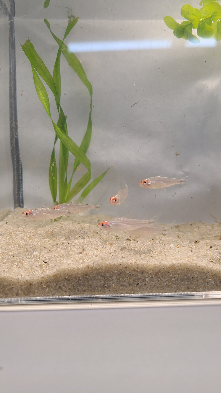🔴🐟 Rummynose Tetras – 6 Pack | Tight Schooling Community Fish