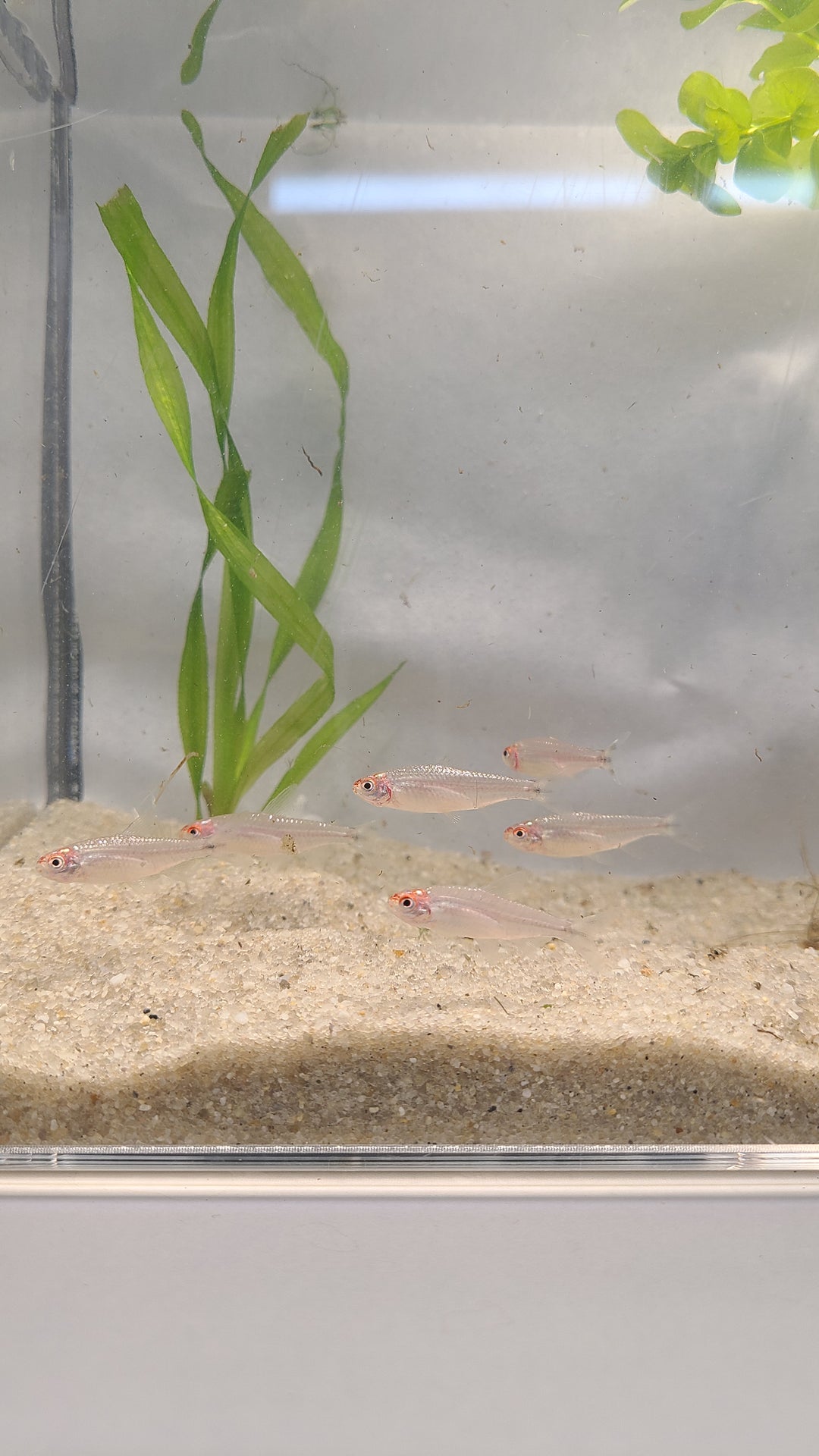 🔴🐟 Rummynose Tetras – 6 Pack | Tight Schooling Community Fish
