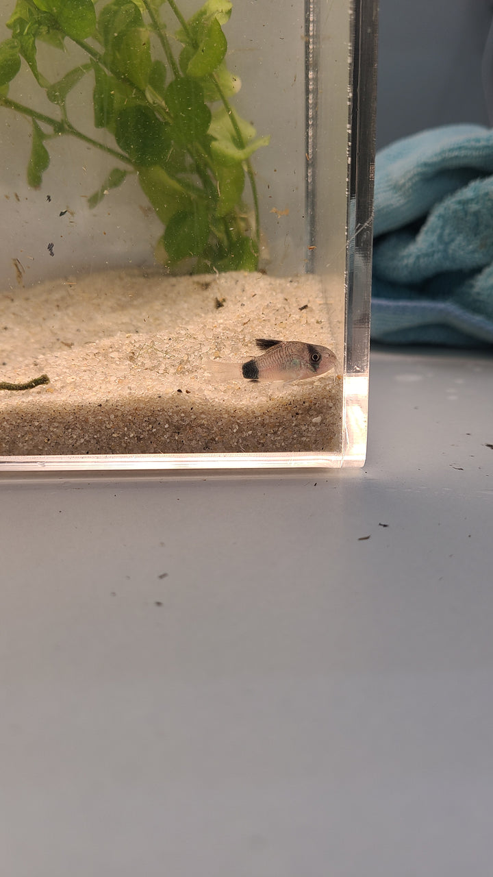 🐼🐟 Panda Corydoras – 3 Pack | Peaceful Bottom Dweller & Cleanup Crew