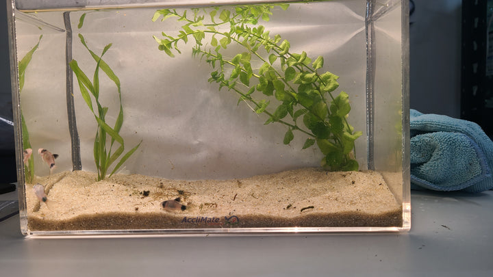 🐼🐟 Panda Corydoras – 3 Pack | Peaceful Bottom Dweller & Cleanup Crew