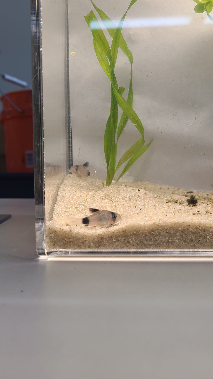 🐼🐟 Panda Corydoras – 3 Pack | Peaceful Bottom Dweller & Cleanup Crew