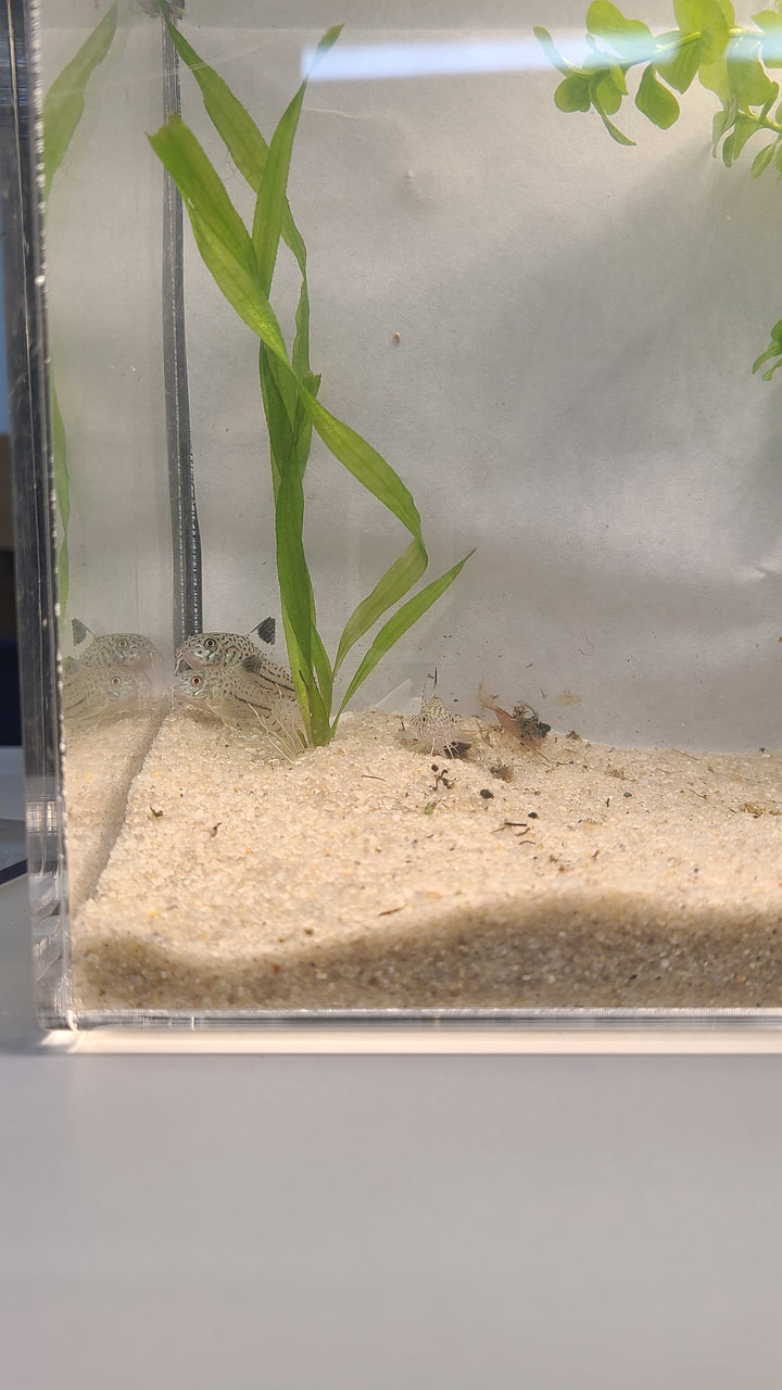 🐟 Julii Corydoras – 3 Pack | Active Bottom Dweller & Cleanup Crew