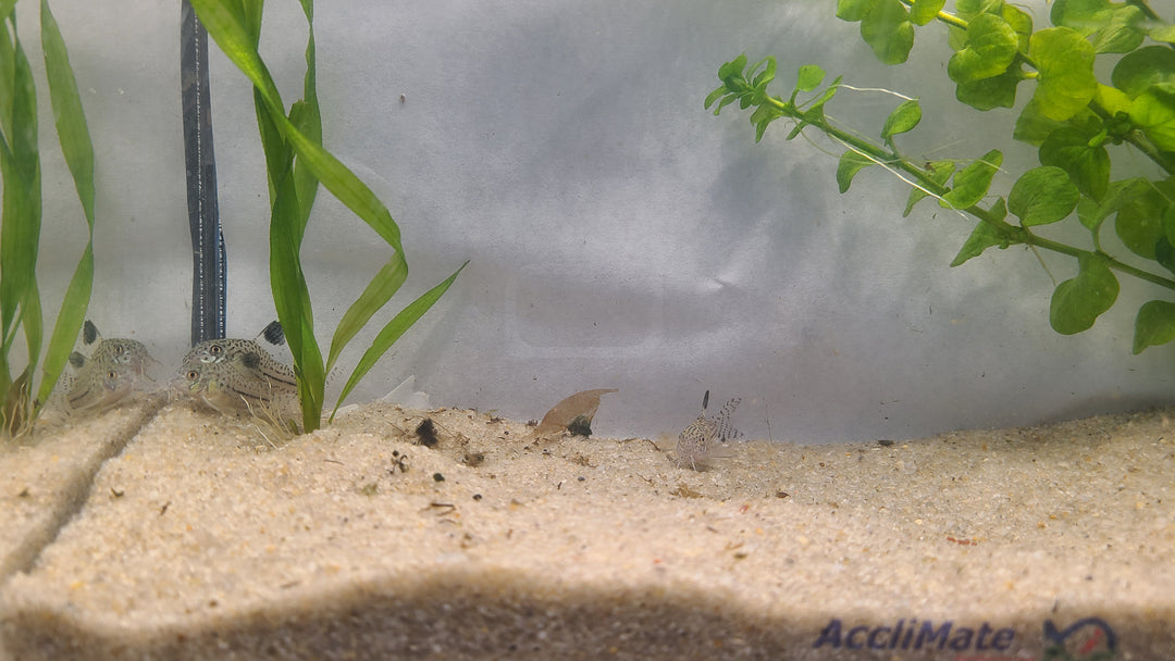 🐟 Julii Corydoras – 3 Pack | Active Bottom Dweller & Cleanup Crew