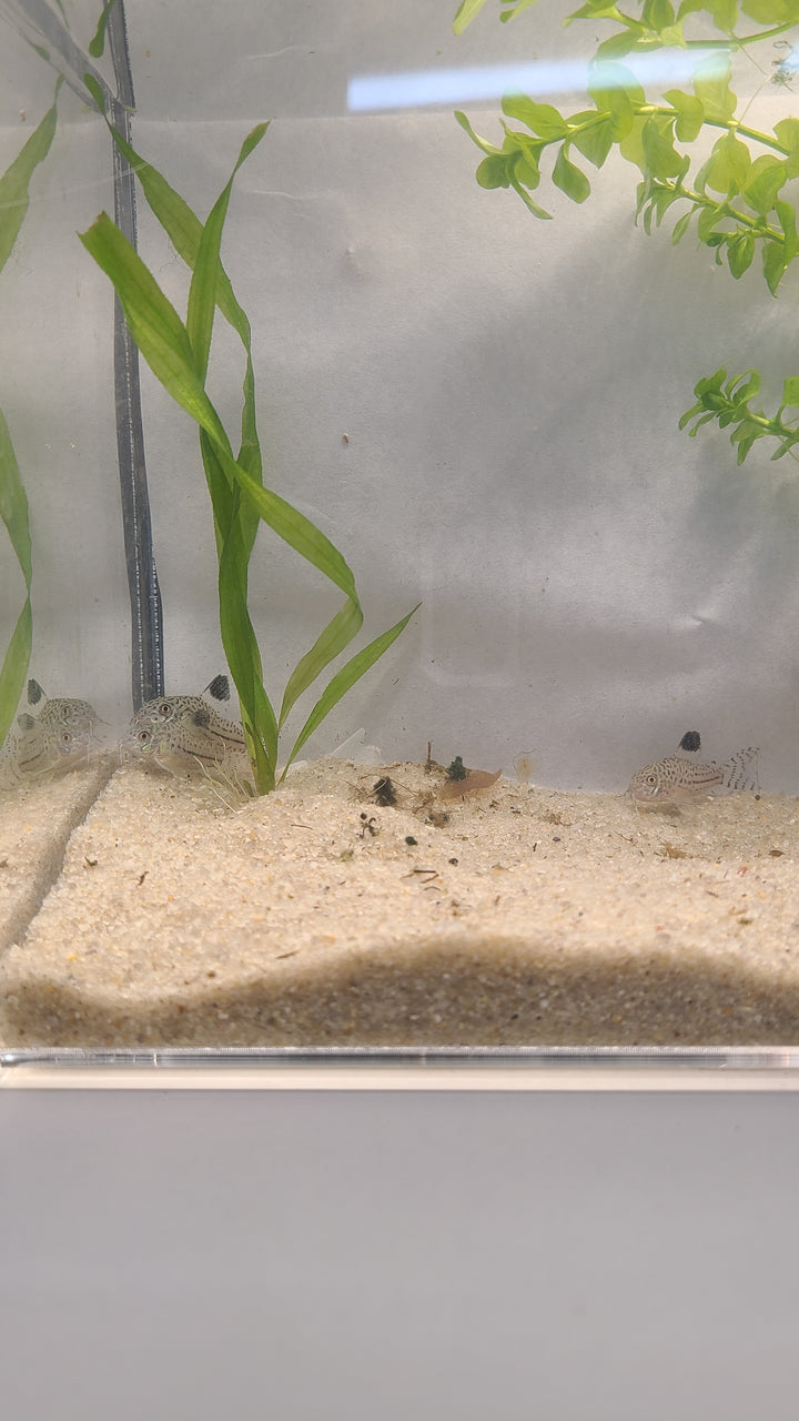 🐟 Julii Corydoras – 3 Pack | Active Bottom Dweller & Cleanup Crew