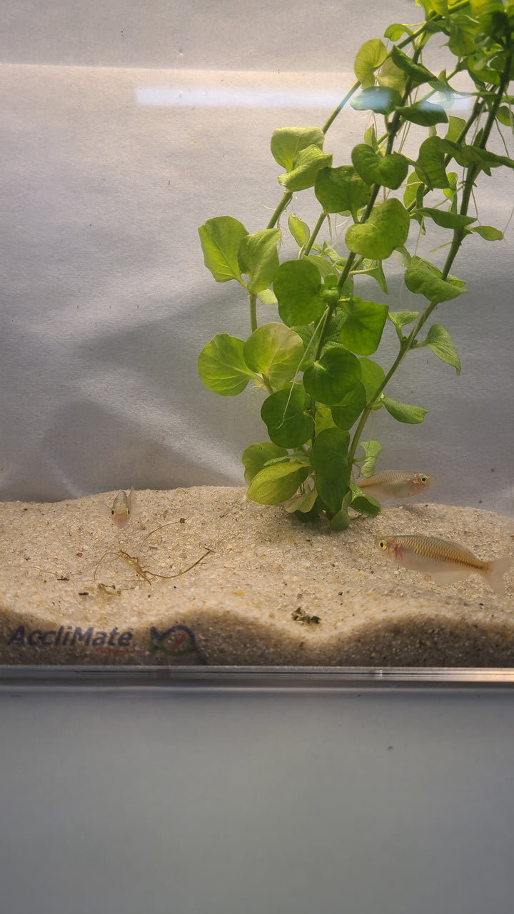 🌈🐟 Boesemani Rainbowfish – Vibrant Community Fish (Male/Female Mix)