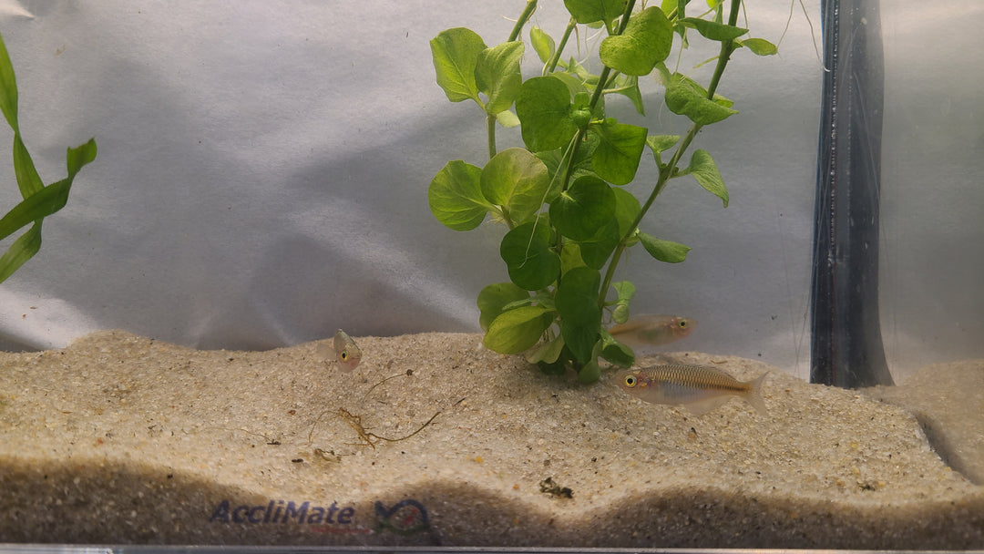 🌈🐟 Boesemani Rainbowfish – Vibrant Community Fish (Male/Female Mix)