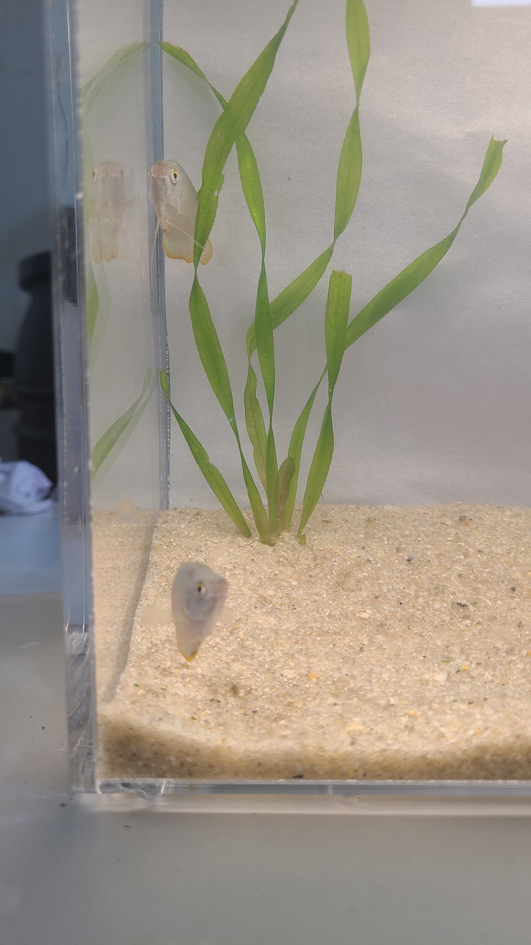 🐟 Dwarf Gourami – Vibrant Centerpiece Fish (Single or 3-Pack)
