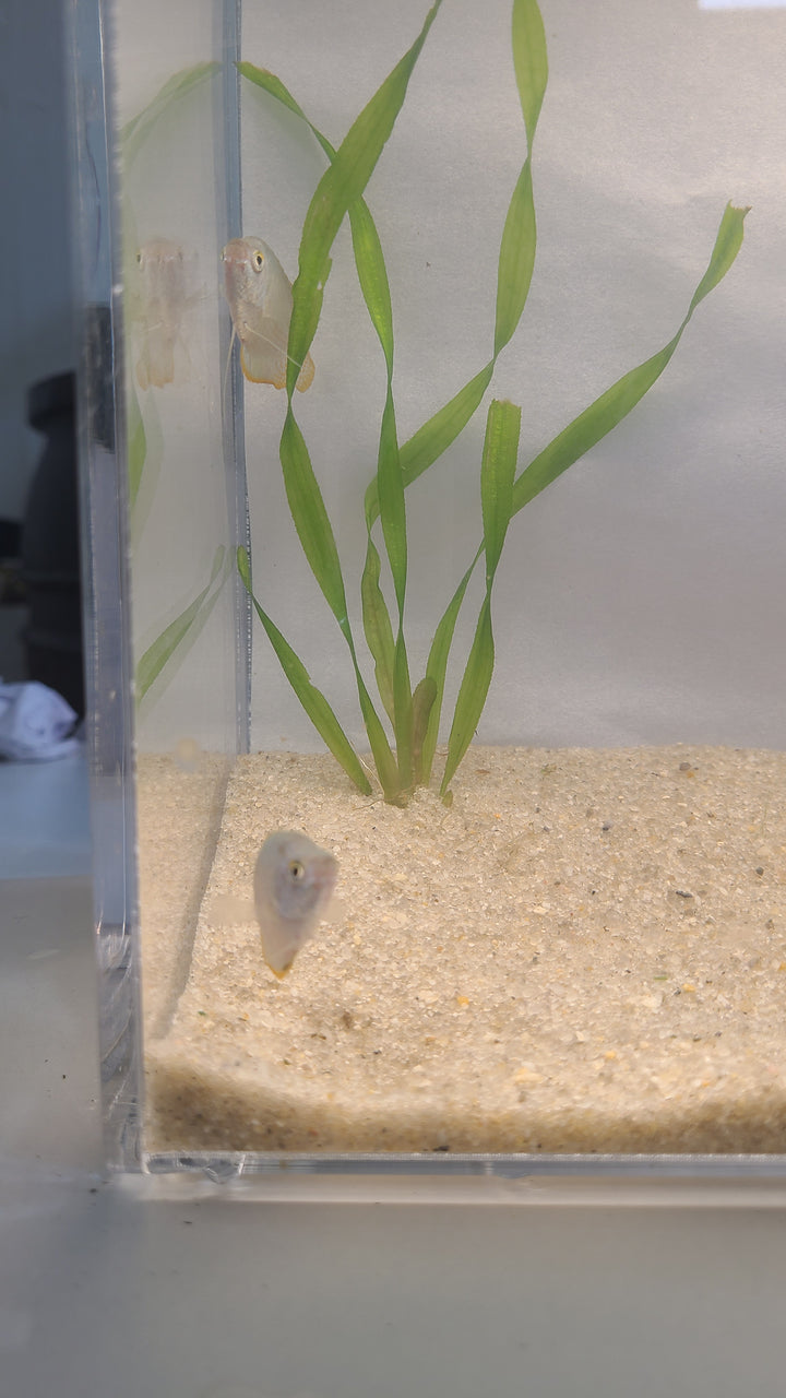 🐟 Dwarf Gourami – Vibrant Centerpiece Fish (Single or 3-Pack)