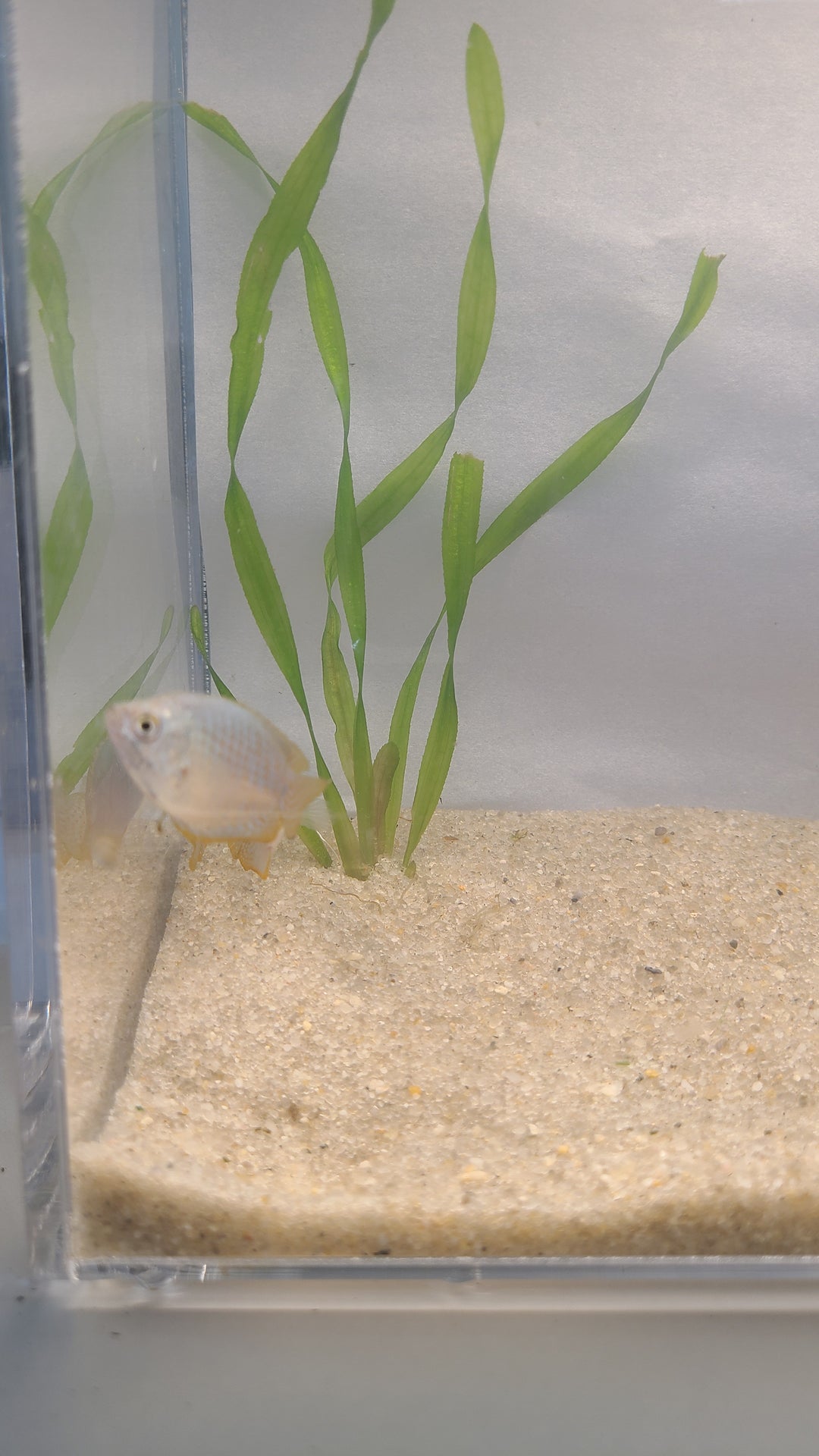 🐟 Dwarf Gourami – Vibrant Centerpiece Fish (Single or 3-Pack)
