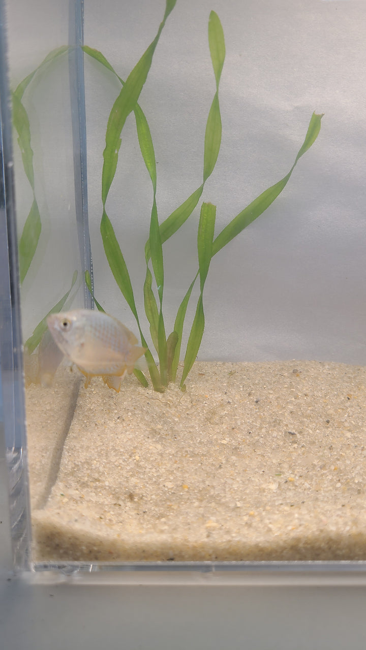 🐟 Dwarf Gourami – Vibrant Centerpiece Fish (Single or 3-Pack)