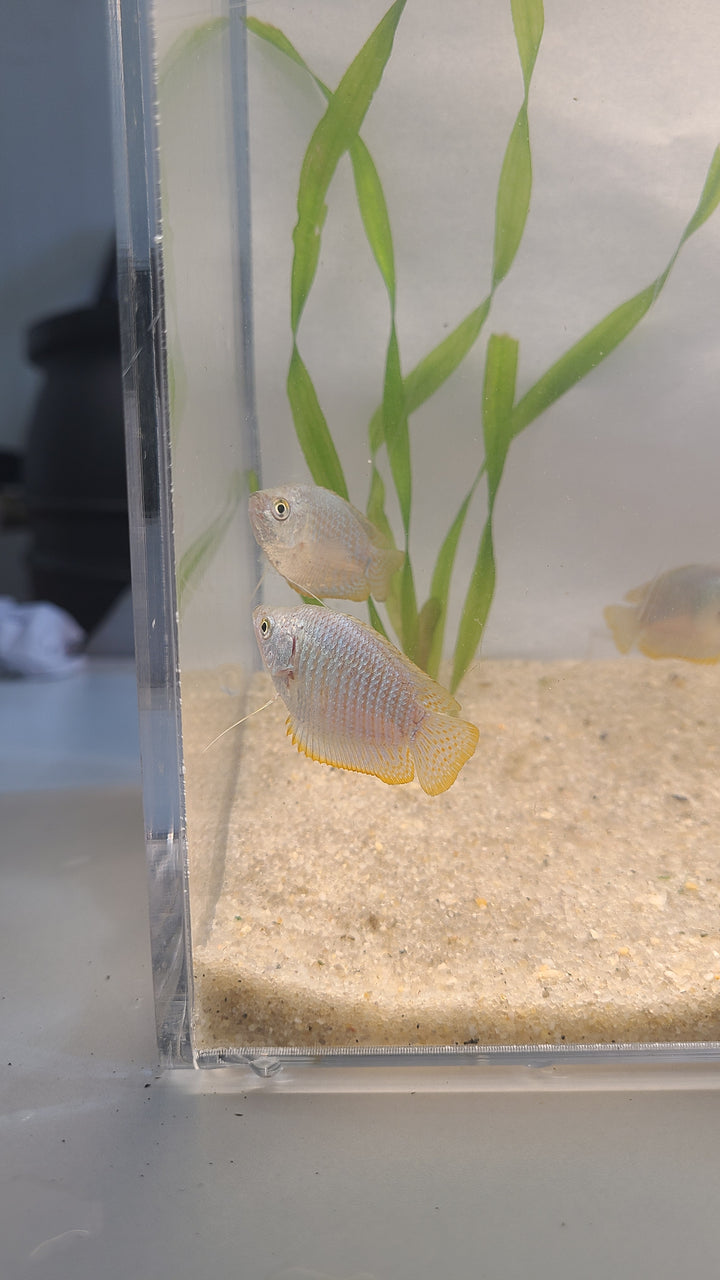 🐟 Dwarf Gourami – Vibrant Centerpiece Fish (Single or 3-Pack)