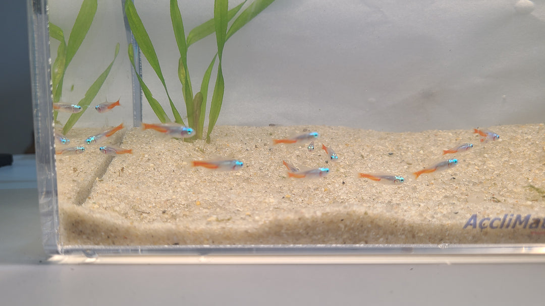 🐟 Diamond Head Neon Tetras – Bright Schooling Fish (6 Pack)