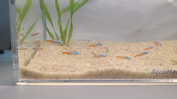 🐟 Diamond Head Neon Tetras – Bright Schooling Fish (6 Pack)