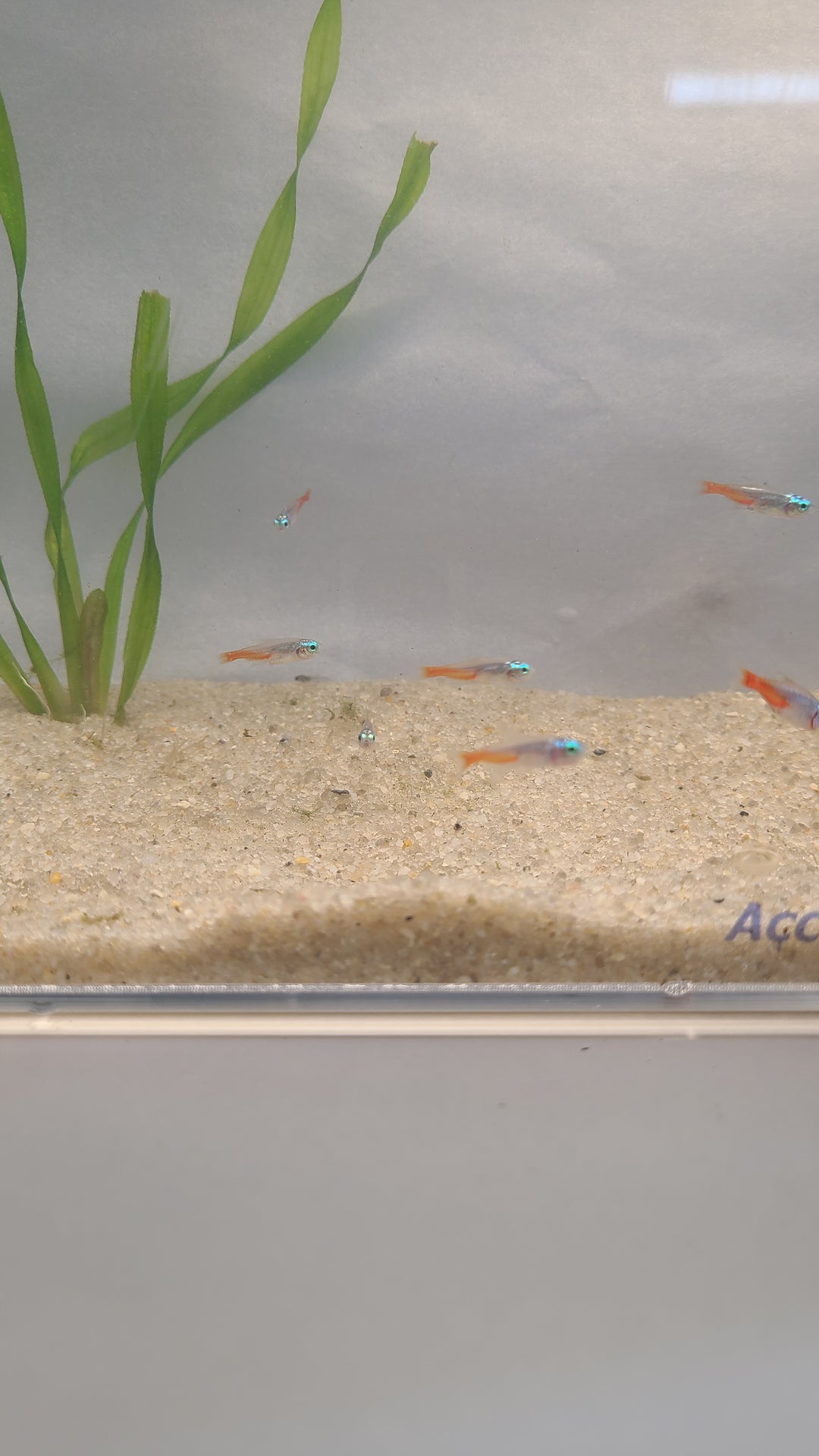 🐟 Diamond Head Neon Tetras – Bright Schooling Fish (6 Pack)