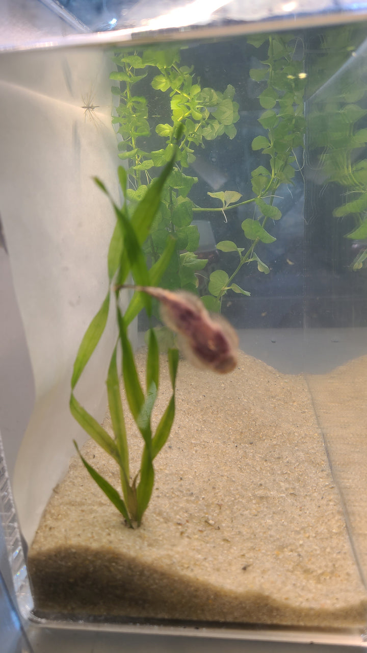 🐟 Borneo Sucker (Hillstream Loach) – Natural Algae Cleaner (3 Pack)