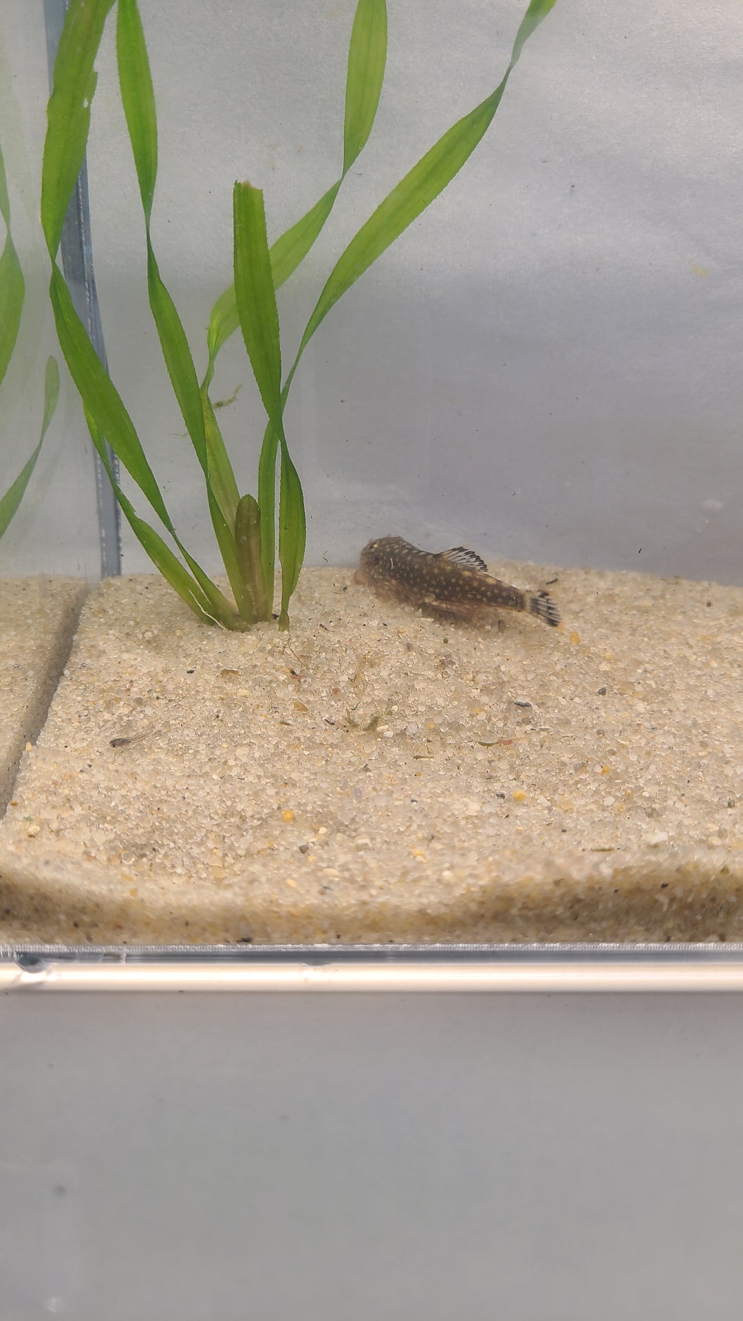 🐟 Borneo Sucker (Hillstream Loach) – Natural Algae Cleaner (3 Pack)