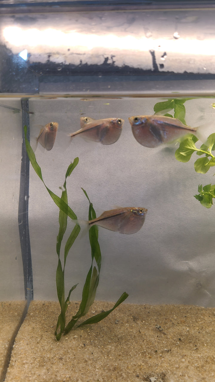 🐟 Silver Hatchetfish – 5 Pack | Top-Level Schooling Fish
