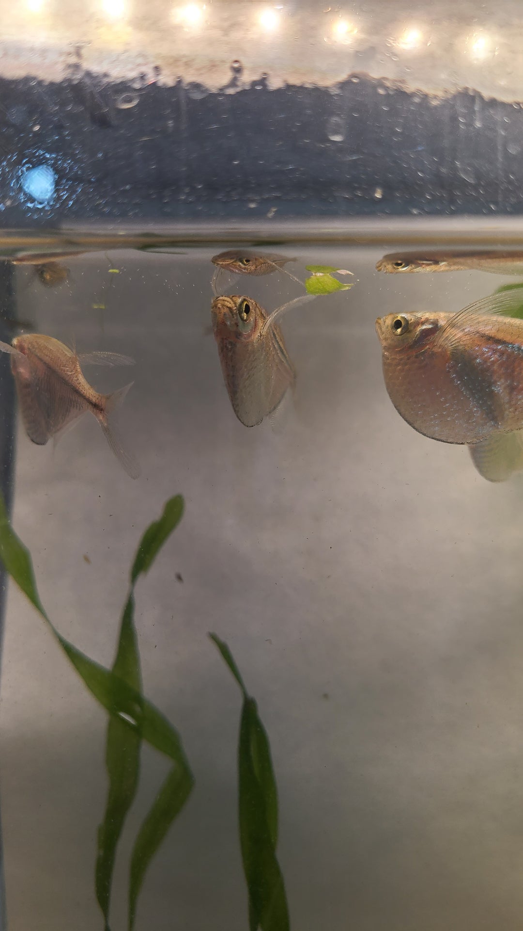 🐟 Silver Hatchetfish – 5 Pack | Top-Level Schooling Fish