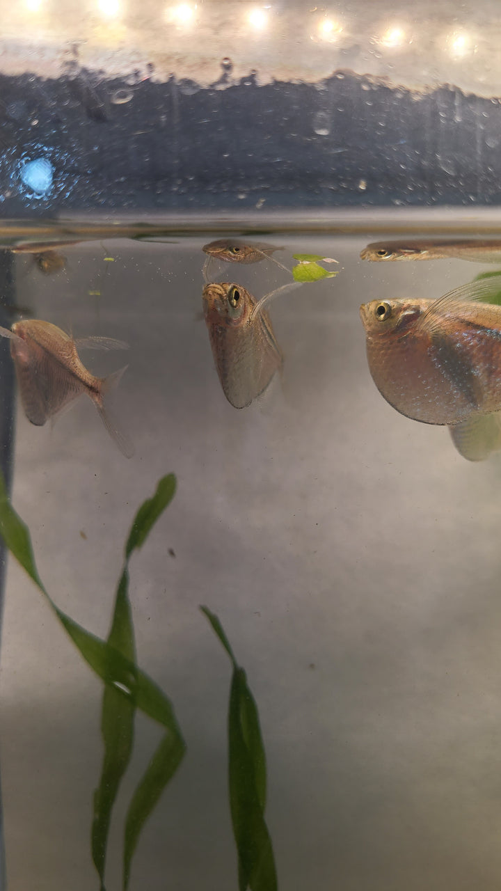 🐟 Silver Hatchetfish – 5 Pack | Top-Level Schooling Fish