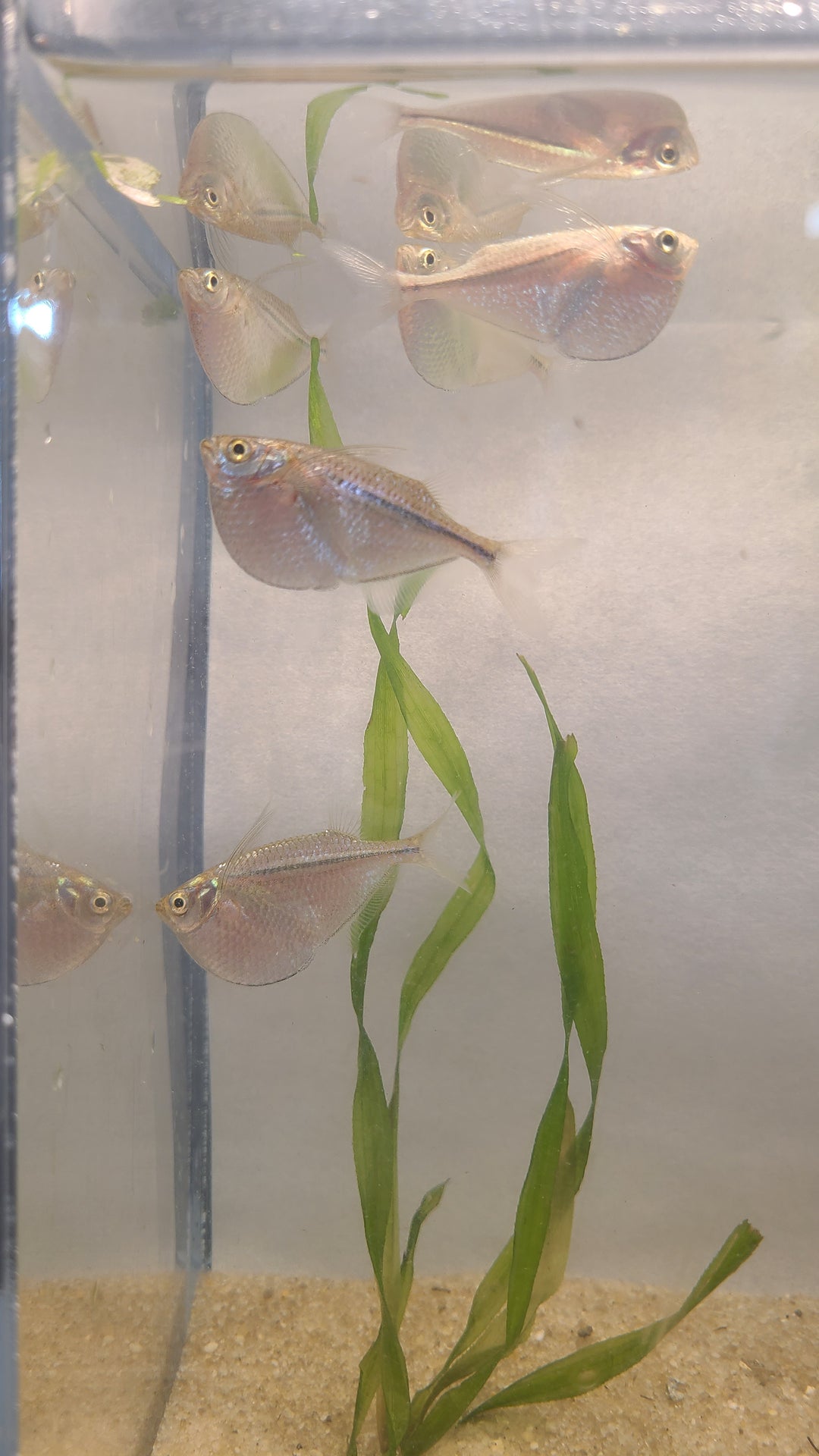 🐟 Silver Hatchetfish – 5 Pack | Top-Level Schooling Fish