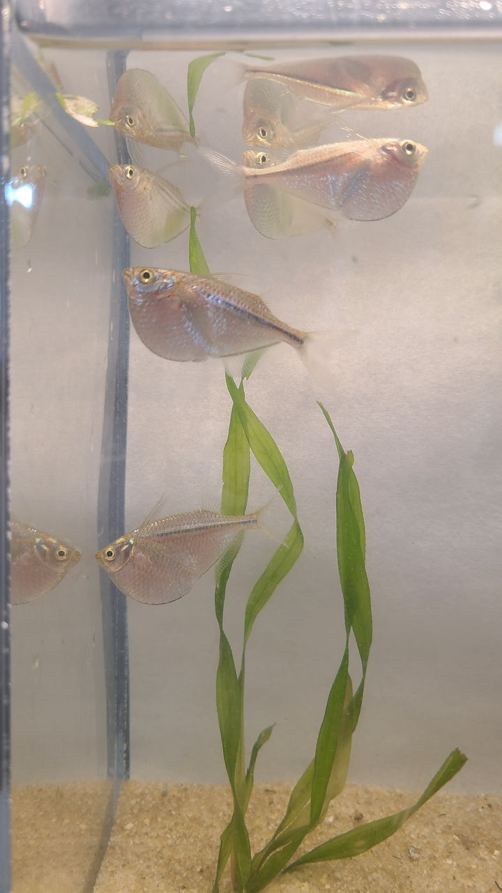 🐟 Silver Hatchetfish – 5 Pack | Top-Level Schooling Fish