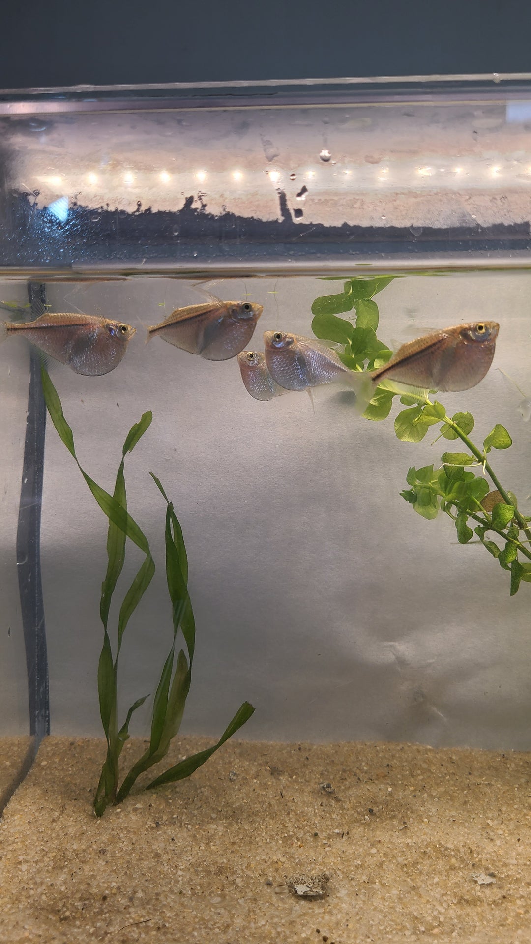 🐟 Silver Hatchetfish – 5 Pack | Top-Level Schooling Fish