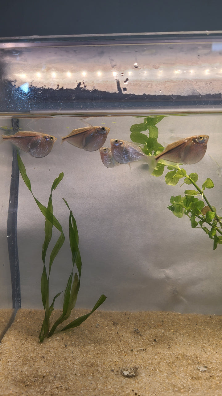 🐟 Silver Hatchetfish – 5 Pack | Top-Level Schooling Fish