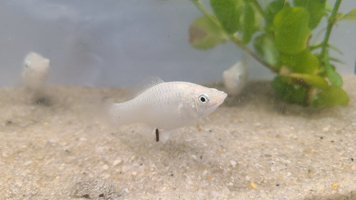 🐟 Silver Hatchetfish – 5 Pack | Top-Level Schooling Fish